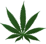 San Diego medical marijuana